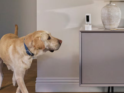 Ring Pan-Tilt Indoor Cam with 360 Horizontal Pan Coverage, Live View and Two-Way Talk, and HD Video 3-Pack