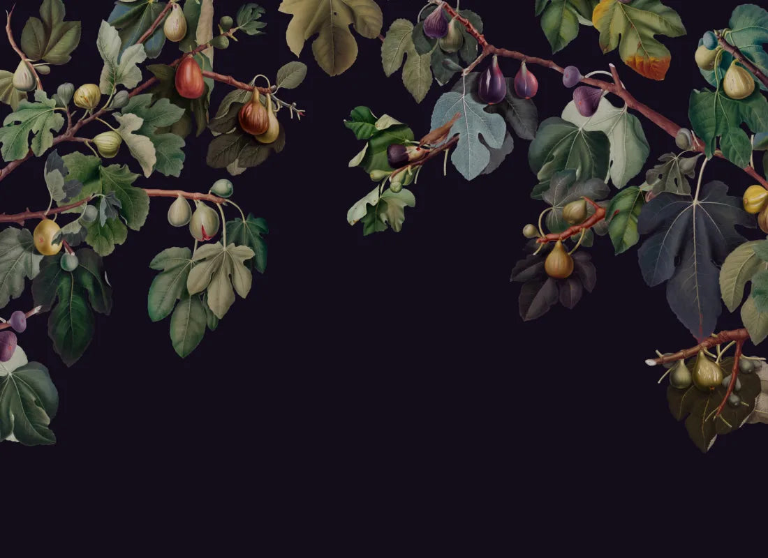 Ficus