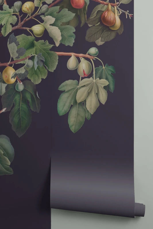 Ficus