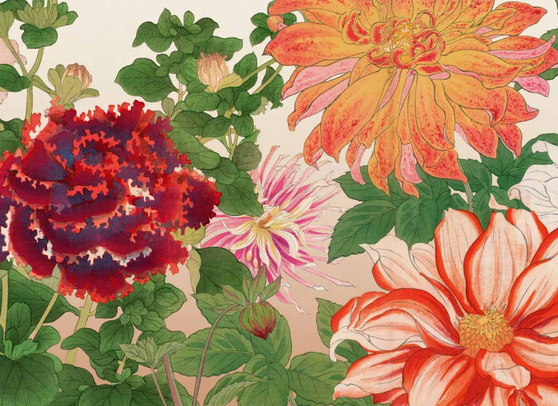 Dahlia