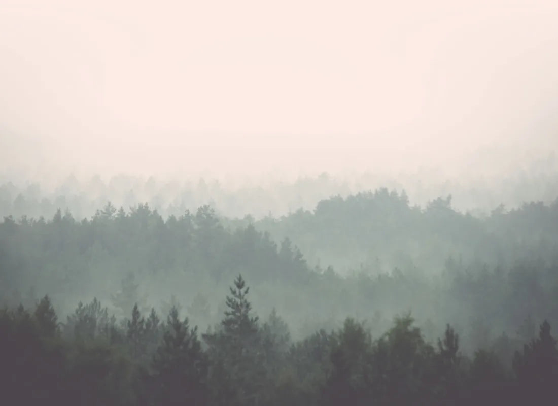 Heartwood