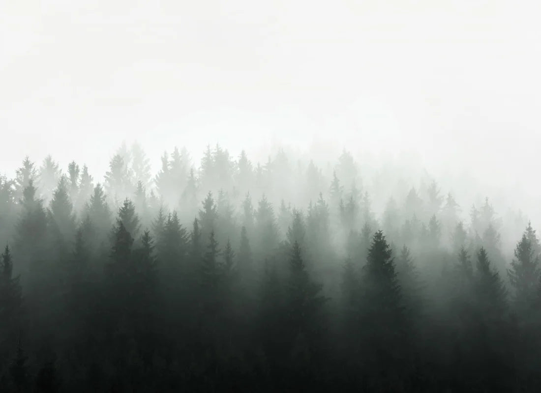 Lancewood