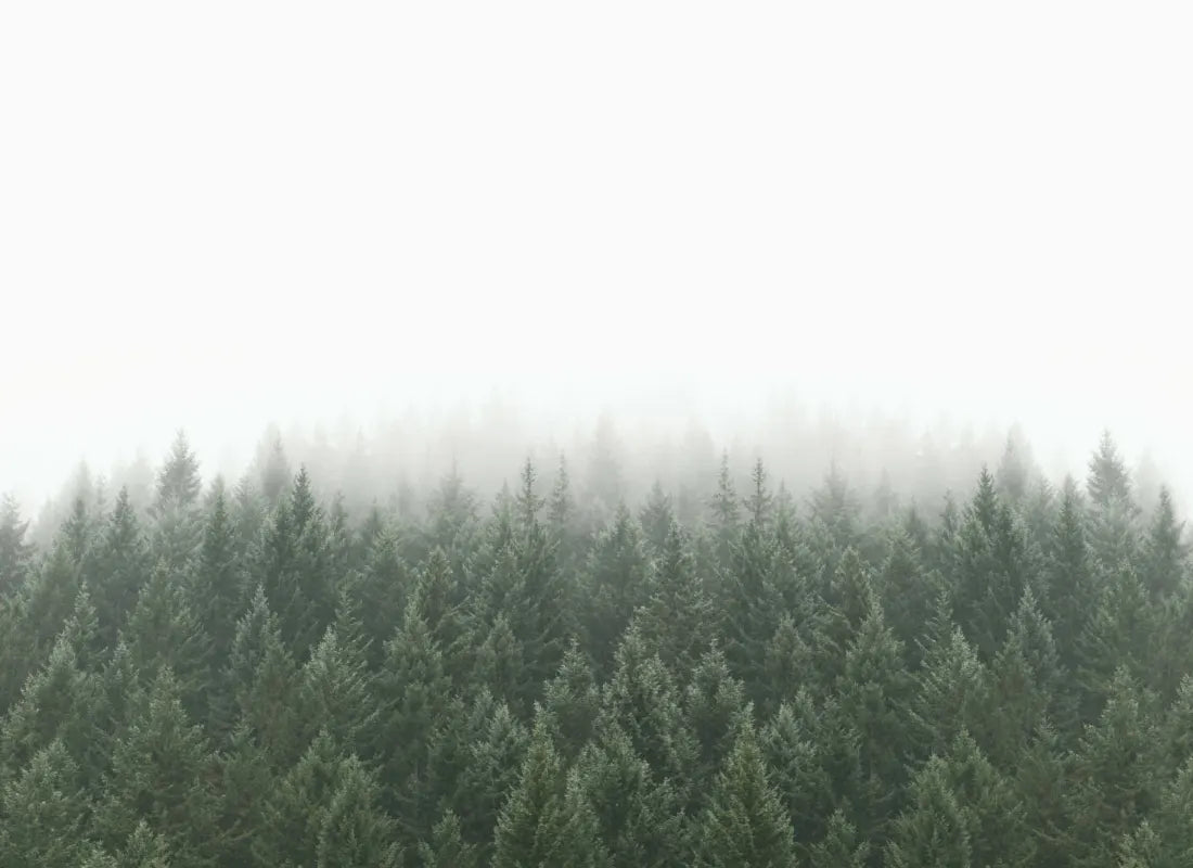 Crisp Pines