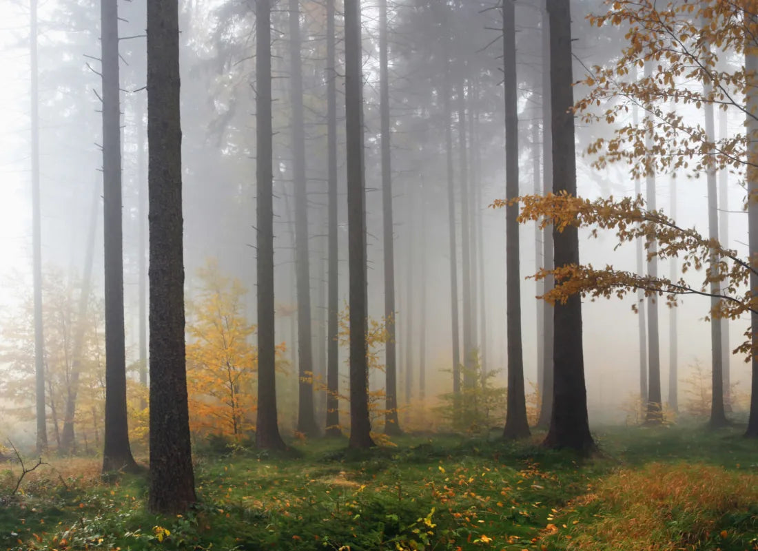 Deciduous