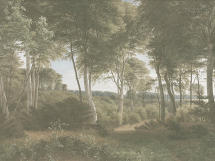 Delhoved Forest Light