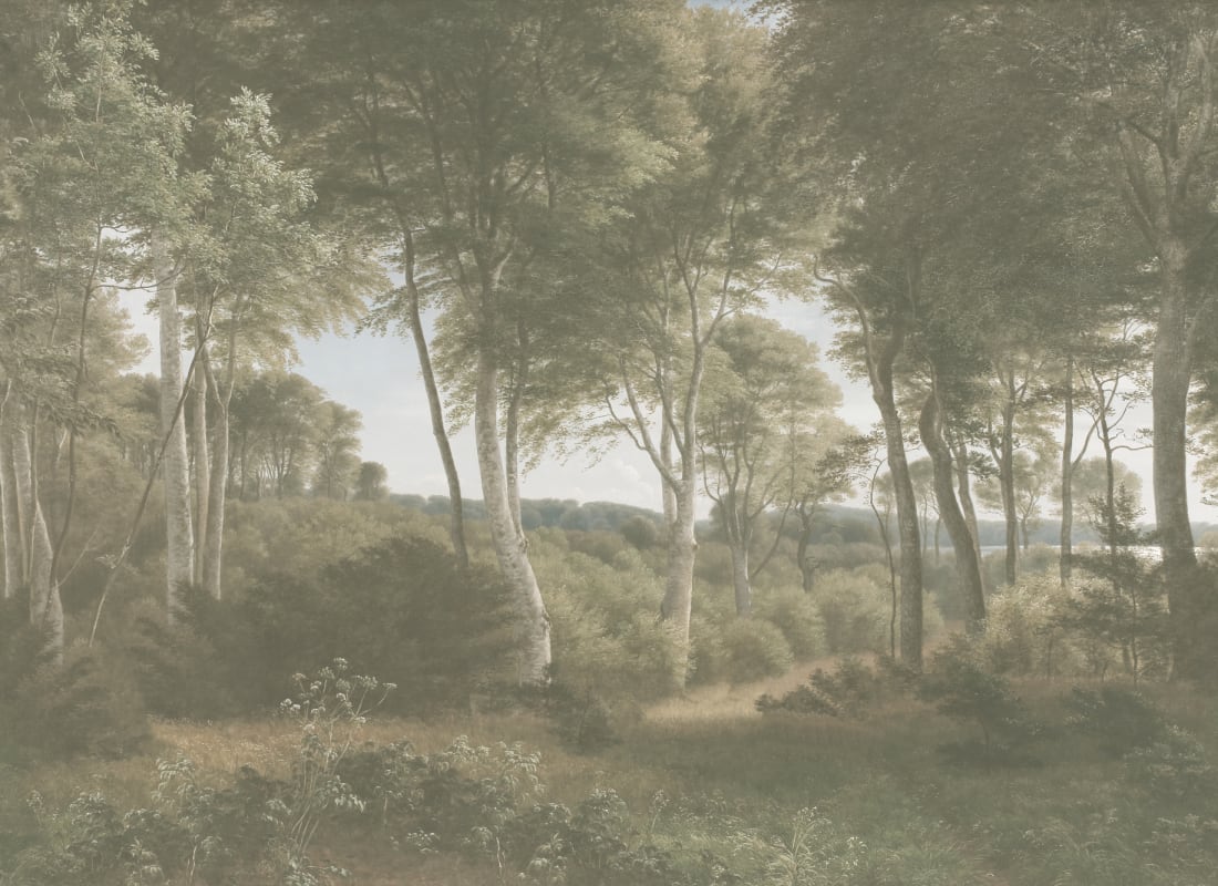 Delhoved Forest Light