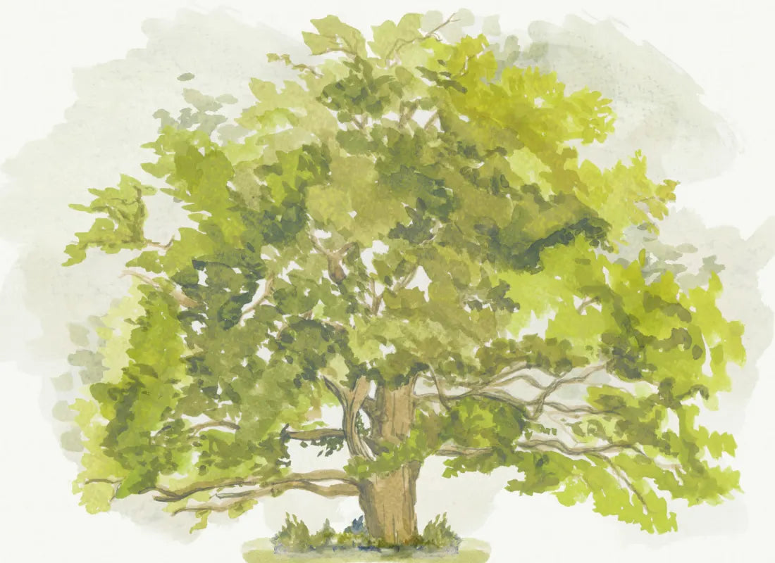 Summer Leaves