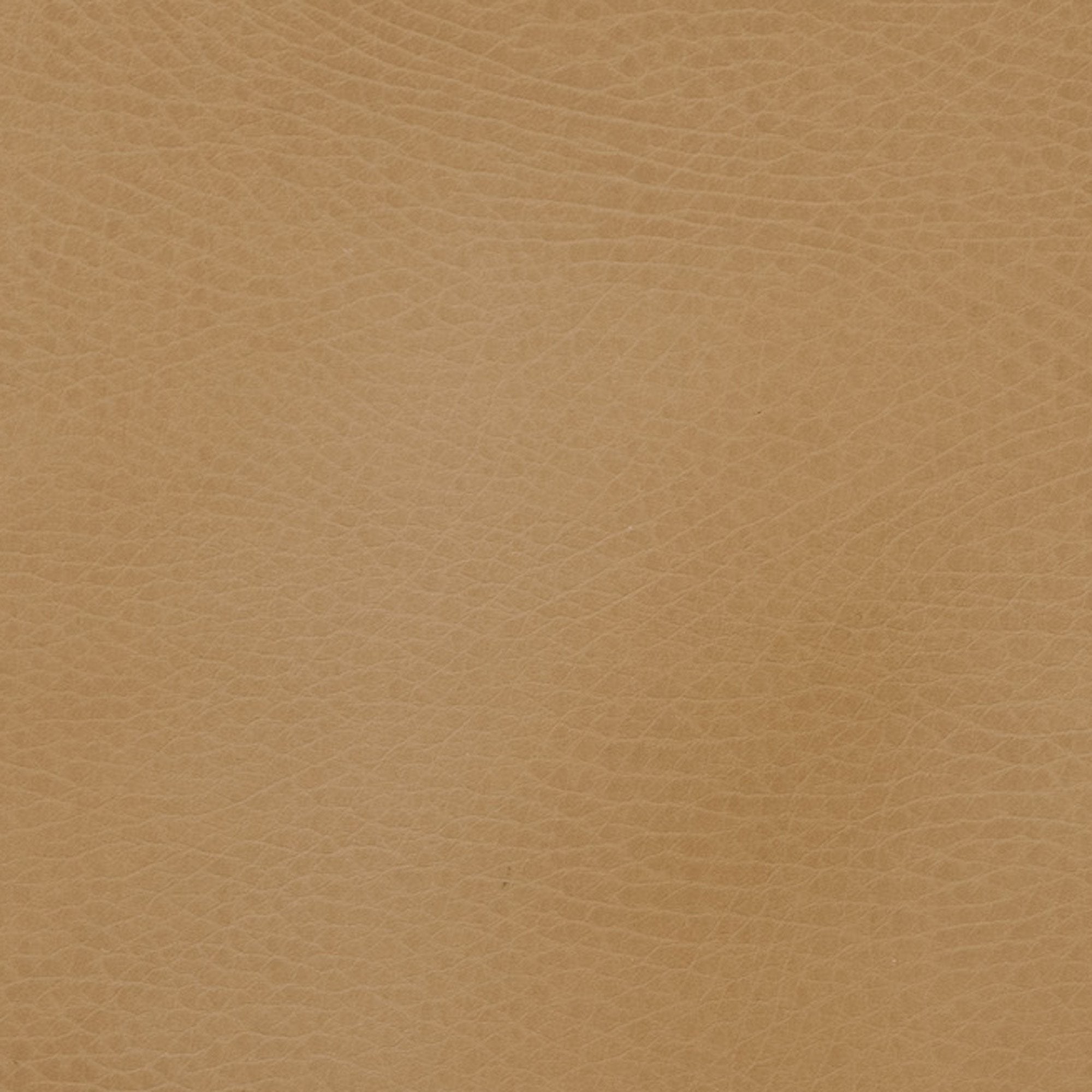 GPADMICPLUCAM, Camel